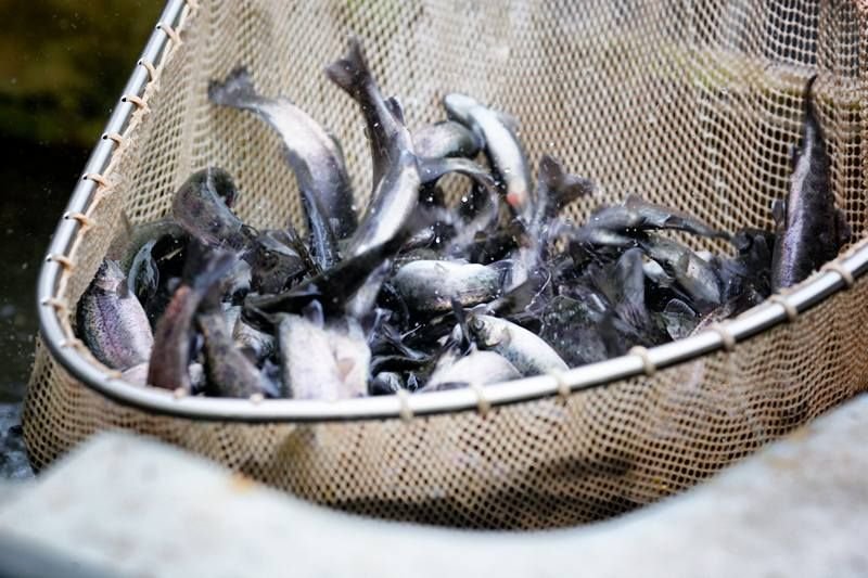 Naše ryby
Ryby jsou rozděleny podle velikosti v oddělených sádkách, kde neustále proudí voda z hlubokého pramene a vyvěrá se stále stejnou teplotou, 12°C po cely rok. Díky tomuto dostatečnému průtoku vody nejsou u nás používány žádné chemické ani jiné podpůrné látky jako jsou krmne smesi s antibiotiky ničící parazity, jako v klasických sádkách, kde je tato metoda běžná.
Rybník, kde se nacházejí dospělí jedinci, je neustále okysličován.
Pstruzi a jeseteři z naši akvakultury jsou velmi oblíbení u pravidelných odběratelů především pro výbornou chuť bez rybiho zápachu a kvalitu i pro svou krásnou mozaikovou zdravě svěží barvu .
Krmíme značkovými granulemi Aqua aller, které jsou vyráběny ze sušených lososovitých ryb a jsou určeny přímo pro pstruhovou osádku. Ryby krmené těmito granulemi tak nejsou příliš tučné.AKTUALNÍ CENÍK
CENÍK
druh ryby cena za 1Kg / Kč cena kuchání za kus
Pstruh duhový tržní 180,- Kč 15,- Kč
Jeseter sibiřský 390,- Kč 30,- Kč
Štika momentálně nedostupné
Kapr momentálně nedostupné
Amur momentálně nedostupné
Pstruh duhový trofejní 250,-Kč 15,- Kč
Pravidelným zákaznikum nabízíme množstevní slevy – dohodou při odběrech
Při odběru nad 15 kg (při jednom závozu)a mají od nás zákazníci rozvoz zdarma do 12 km a nad 12 km za 18kč za ujety kilometr
Dovoz i menšiho mnozstvi od 3 kg ryb je do okruhu 5km zdarma pro všechny zákazniky .
Cena násadových ryb závisí dle velikosti ktera se v průběhu sezony mění-dohodou při odběru
Pstruh duhový trofejní hmotnost 600 až 2000 g
Pstruh duhový 5 – 8 cm je cena za kus 7,50 Kč
Pstruh duhový 10– 15 cm je cena za kus 17,00 Kč
Jeseter sibiřský 20-25 cm je cena za kus 175 kč
Jeseter ruský 20-25 cm je cena za kus 235 kč